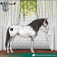 Horse Color:Blue Onyx Sabino Appaloosa 