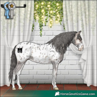 Horse Color:Blue Onyx Sabino Appaloosa