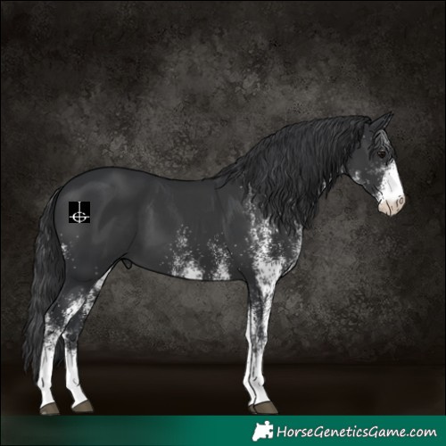 Horse Color:White Spotted Black 