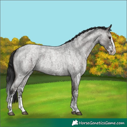Horse Color:Smoky Blue Roan Sabino Splash and Gray Smoky Blue Roan Sabino Splash