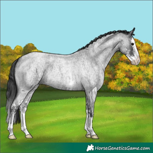 Horse Color:Blue Roan Sabino Splash and Blue Roan Sabino Splash