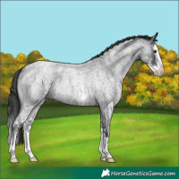 Horse Color:Blue Roan Sabino Splash  and Blue Roan Sabino Splash 