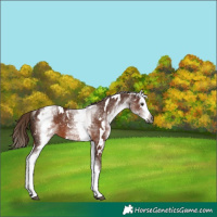 Horse Color:Gray White Spotted Chestnut Splash 