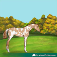 Horse Color:White Spotted Red Dun