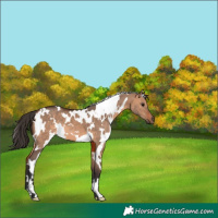 Horse Color:White Spotted Bay Dun