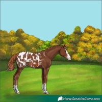 Horse Color:Chestnut Appaloosa 