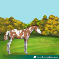 Horse Color:White Spotted Chestnut Splash