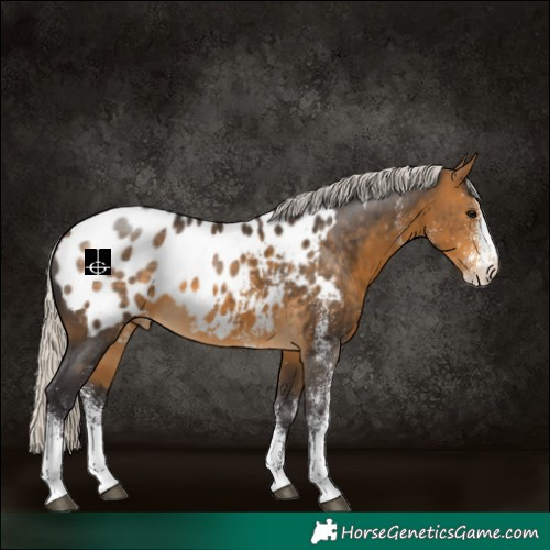 Horse Color:White Spotted Silver Buckskin Appaloosa 