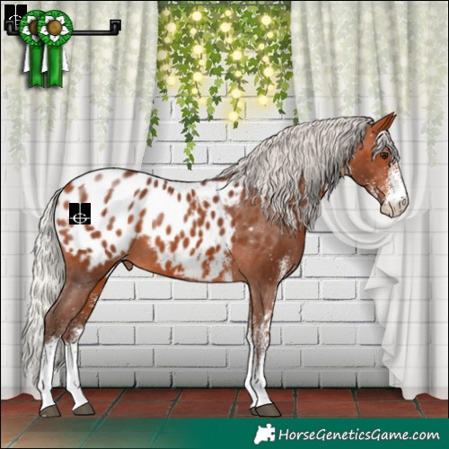 Horse Color:White Spotted Silver Bay Blanket 