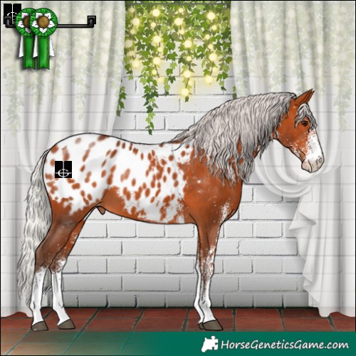 Horse Color:White Spotted Silver Bay Appaloosa 