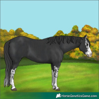 Horse Color:Black and Black Splash