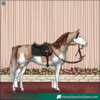Horse Color:Red Dun Splash  and Red Dun Splash 
