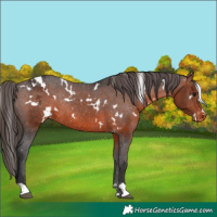 Horse Color:White Spotted Brown Varnish Rabicano 