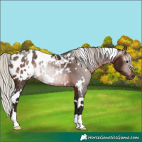 Horse Color:Gray White Spotted Silver Brown Near Leopard Rabicano 