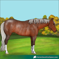 Horse Color:Silver Brown Rabicano 
