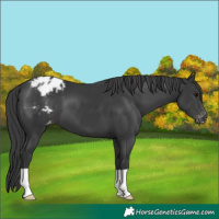 Horse Color:Black Appaloosa 