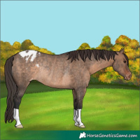 Horse Color:Brown Dun Blanket Rabicano