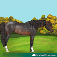 Horse Color:Brown Rabicano 