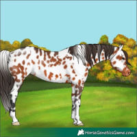 Horse Color:White Spotted Brown Leopard 
