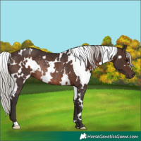 Horse Color:White Spotted Silver Brown Rabicano 