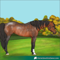 Horse Color:Brown Rabicano 