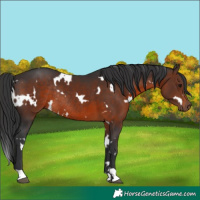 Horse Color:White Spotted Brown Rabicano 