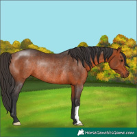 Horse Color:Bay Rabicano 