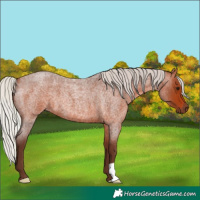 Horse Color:Silver Brown Roan 