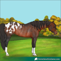 Horse Color:Brown Appaloosa Rabicano 