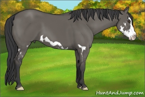 Horse Color:Grullo Splash Frame 