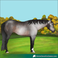 Horse Color:Gray Brown Rabicano 