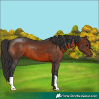 Horse Color:Brown 