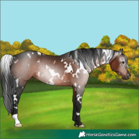 Horse Color:Gray White Spotted Brown Rabicano 