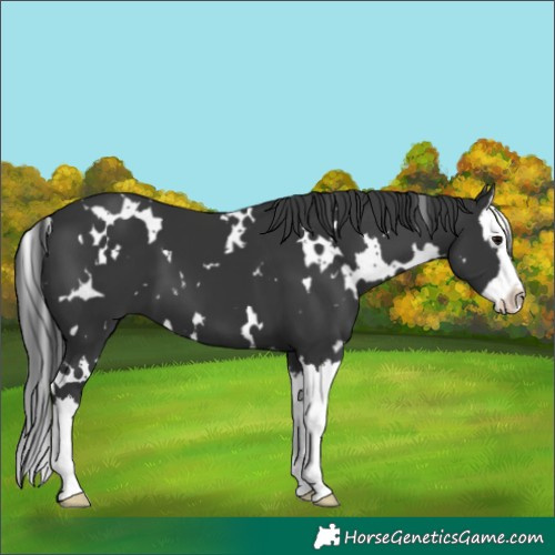 Horse Color:White Spotted Black Splash 