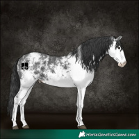 Horse Color:White Spotted Black Varnish 