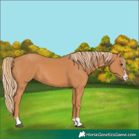 Horse Color:Unknown 