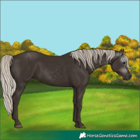 Horse Color:Unknown 