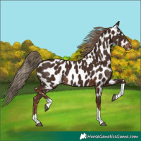 Horse Color:Liver Chestnut Tobiano Near Leopard Rabicano 