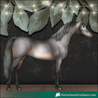 Horse Color:Gray White Spotted Bay 