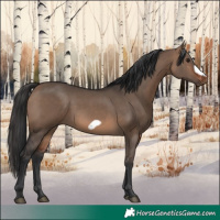 Horse Color:Brown Dun Frame 
