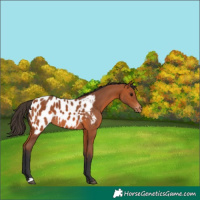 Horse Color:Bay Appaloosa 