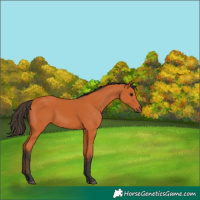 Horse Color:Bay 