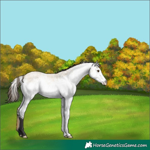Horse Color:White Spotted Buckskin Roan Dun 