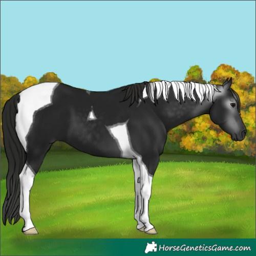 Horse Color:Gray Black Tobiano