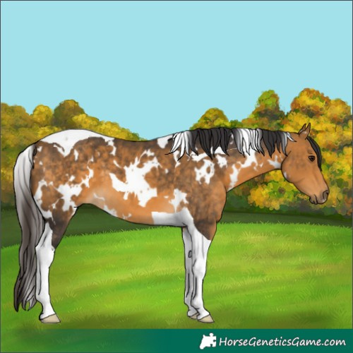 Horse Color:White Spotted Buckskin Tobiano
