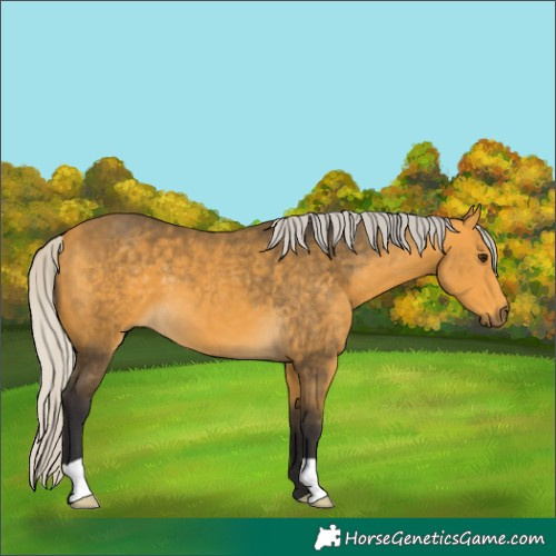 Horse Color:Silver Buckskin 