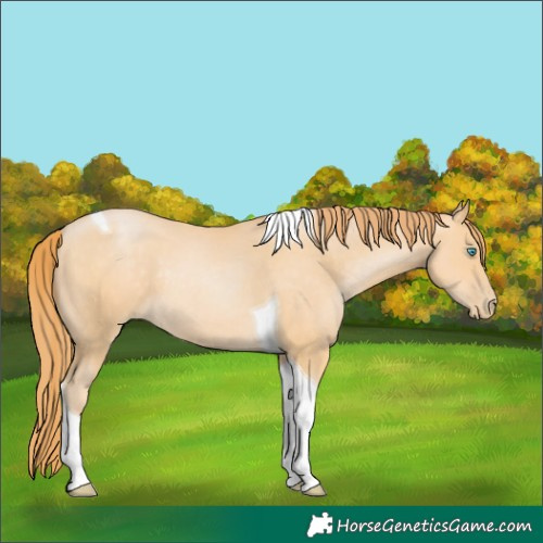 Horse Color:Buckskin Pearl Tobiano