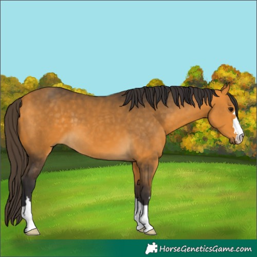 Horse Color:Buckskin 