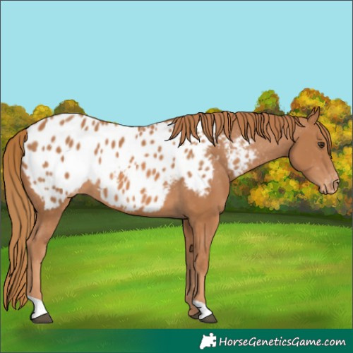 Horse Color:Chestnut Appaloosa 