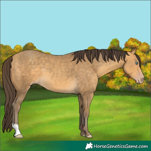 Horse Color:Sable Cream Champagne 